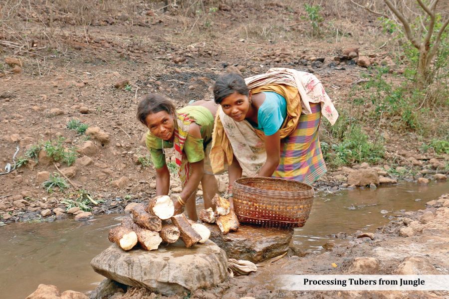 ଜଙ୍ଗଲର ଅଣ-କୃଷି ଖାଦ୍ୟଦ୍ରବ୍ୟ:ଓଡ଼ିଶାରେ ଆଦିବାସୀଙ୍କ ସ୍ୱାସ୍ଥ୍ୟ, ଖାଦ୍ୟ ସୁରକ୍ଷା ଓ ସାର୍ବଭୌମତ୍ୱର ଭଣ୍ଡାର