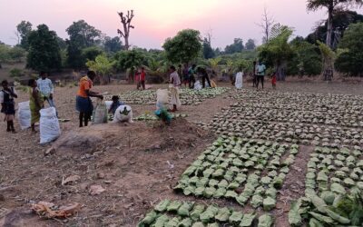 ବନ ଜୀବିକାର ସାଧନ  – ଓଡ଼ିଶା ଓ ମହାରାଷ୍ଟ୍ରରୁ ଶିକ୍ଷା