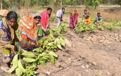 କେନ୍ଦୁପତ୍ର ଏବଂ ଜନଜାତି ଅଧିକାର: କାହିଁକି କେନ୍ଦୁପତ୍ର ଉପରେ ଓଡ଼ିଶାକୁ ନିୟନ୍ତ୍ରଣମୁକ୍ତି ଆବଶ୍ୟକ