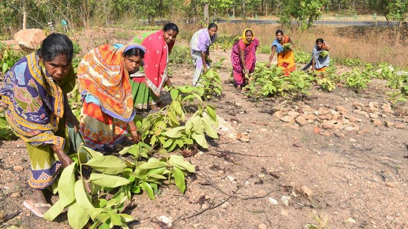 କେନ୍ଦୁପତ୍ର ଏବଂ ଜନଜାତି ଅଧିକାର: କାହିଁକି କେନ୍ଦୁପତ୍ର ଉପରେ ଓଡ଼ିଶାକୁ ନିୟନ୍ତ୍ରଣମୁକ୍ତି ଆବଶ୍ୟକ