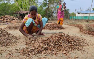 ମୟୂରଭଞ୍ଜ ଜିଲ୍ଲାରେ ଜଙ୍ଗଲଜୀବିଙ୍କ ସାମୂହିକ ପ୍ରୟାସ